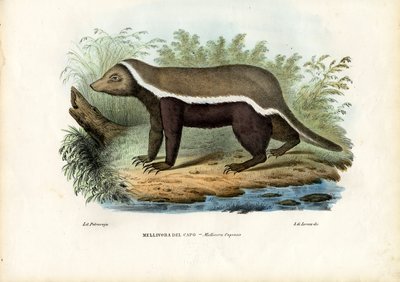 हनी बेजर, 1863-79 द्वारा रायमुंडो पेट्रारोइया