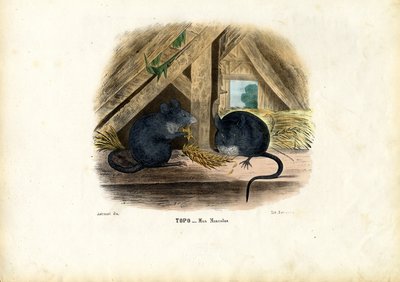 हाउस माउस, 1863-79 द्वारा रायमुंडो पेट्रारोइया