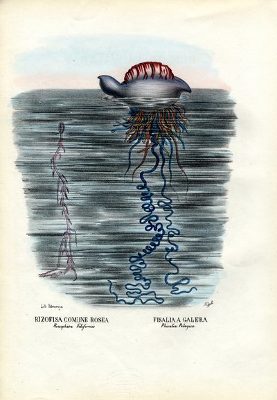 जेलिफ़िश, 1863-79 द्वारा रायमुंडो पेट्रारोइया
