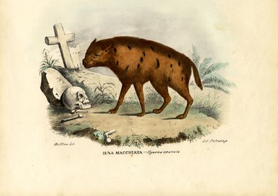 लाफिंग हाइना, 1863-79 द्वारा रायमुंडो पेट्रारोइया