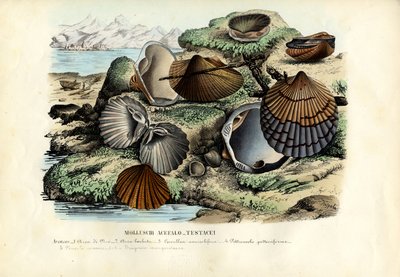 मसल्स, 1863-79 द्वारा रायमुंडो पेट्रारोइया