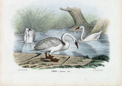 म्यूट स्वान, 1863-79 द्वारा रायमुंडो पेट्रारोइया