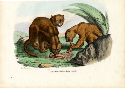 प्यूमा, 1863-79 द्वारा रायमुंडो पेट्रारोइया