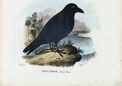 रेवेन, 1863-79 द्वारा रायमुंडो पेट्रारोइया