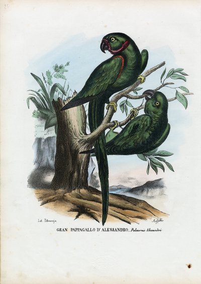 रोज़-रिंगेड पारेकेट, 1863-79 द्वारा रायमुंडो पेट्रारोइया