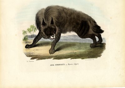 धारीदार हाइना, 1863-79 द्वारा रायमुंडो पेट्रारोइया