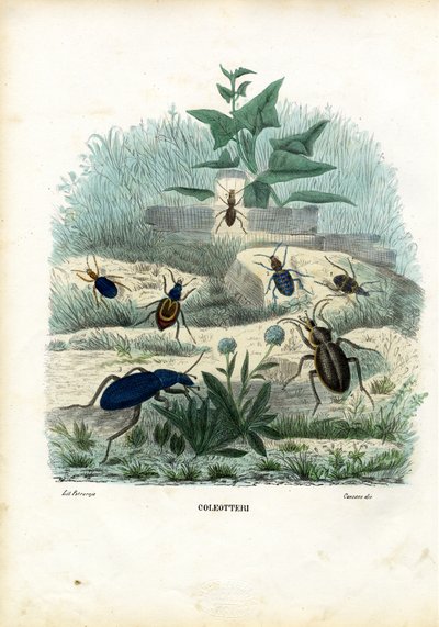 टाइगर और ग्राउंड बीटल, 1863-79 द्वारा रायमुंडो पेट्रारोइया