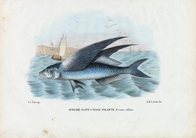 ट्रॉपिकल टू विंग फ्लाइंगफिश, 1863-79 द्वारा रायमुंडो पेट्रारोइया