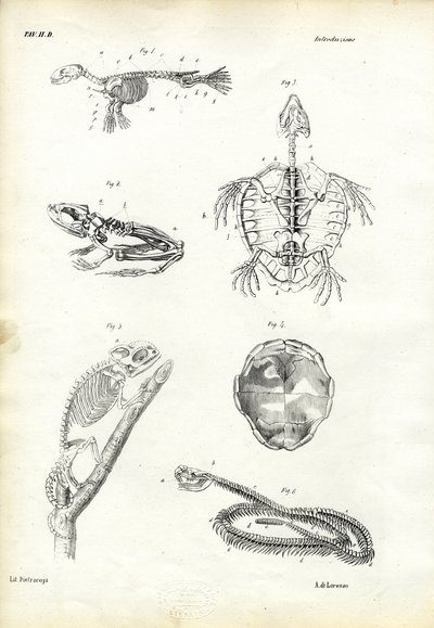 कछुआ, 1863-79 द्वारा रायमुंडो पेट्रारोइया