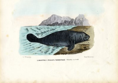 वेस्ट इंडियन मैनेट, 1863-79 द्वारा रायमुंडो पेट्रारोइया