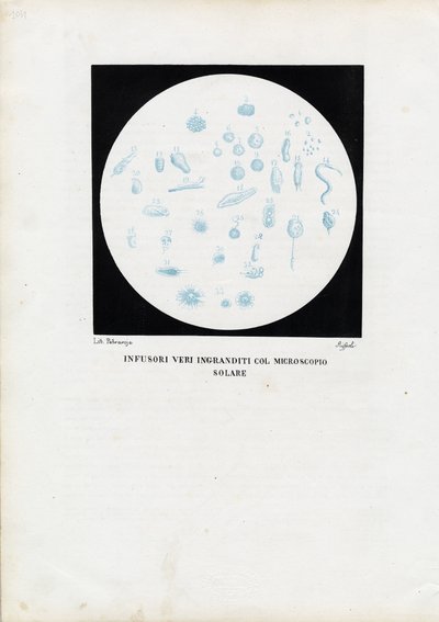 व्हील एनिमल, 1863-79 द्वारा रायमुंडो पेट्रारोइया
