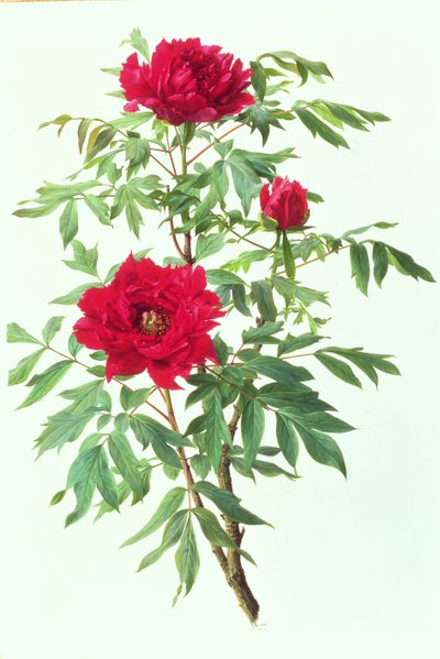  द्वारा रेमंड बूथ