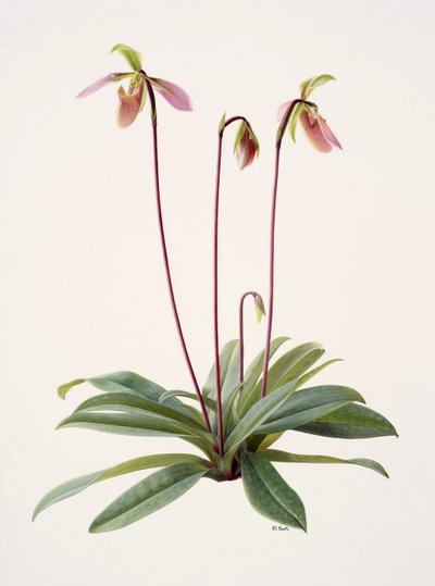  द्वारा रेमंड बूथ