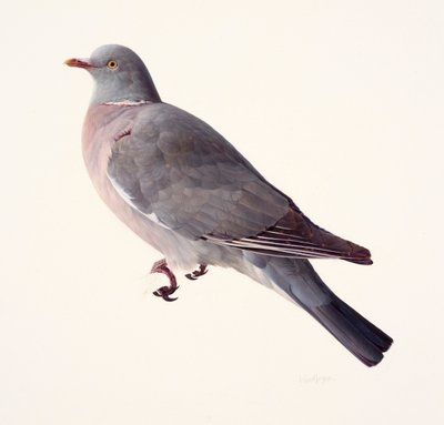  द्वारा रेमंड बूथ