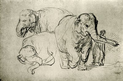 हाथियों का अध्ययन द्वारा Rembrandt van Rijn