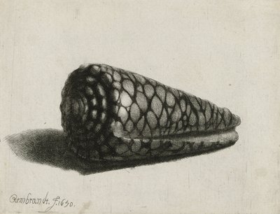 द शेल (कोनस मर्मोरस), 1650 द्वारा रिमब्रांड वैन रिजन