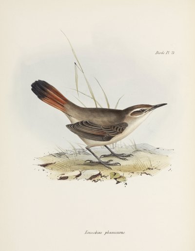 बैंड-टेल्ड अर्थक्रीपर, दक्षिण अमेरिका, c 1832-1836 द्वारा रिचर्ड (बाद में) डड्डो