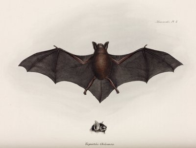 बैट, दक्षिण अमेरिका, c 1832-1836 द्वारा रिचर्ड (बाद में) डड्डो