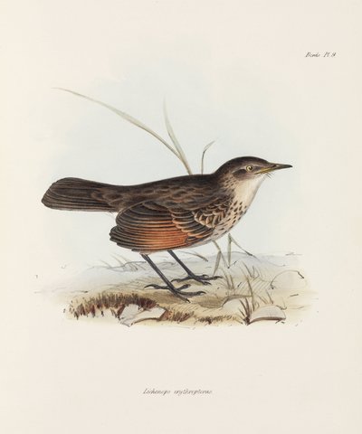 फ्लाईकैचर, सी 1832-1836 द्वारा रिचर्ड (बाद में) डड्डो
