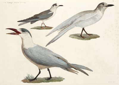 टर्न एंड गल्स, मिस्र द्वारा रिचर्ड (बाद में) डड्डो