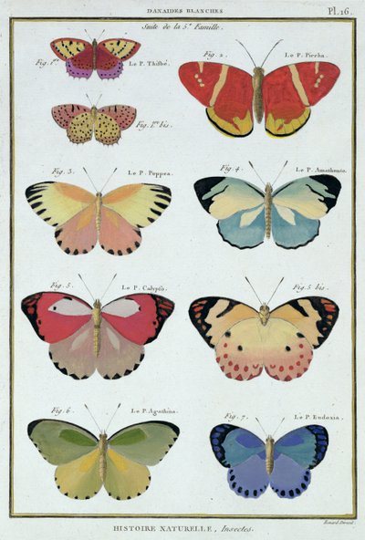 एम। ओलिवियर की &39;नेचुरल हिस्ट्री ऑफ कीड़े&39; से तितलियाँ द्वारा रॉबर्ट बेनार्ड
