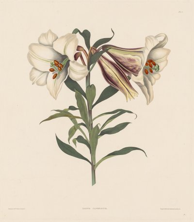 हेमेन्ड्रियन पौधों का एक चयन, Amaryllidae के प्राकृतिक क्रम से संबंधित ..., 1831-1832। द्वारा रॉबर्ट हेवेल