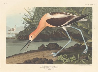 अमेरिकन एवोसेट, 1836। द्वारा रॉबर्ट हेवेल