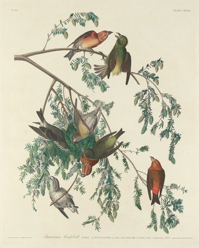अमेरिकन क्रॉसबिल, 1834। द्वारा रॉबर्ट हेवेल
