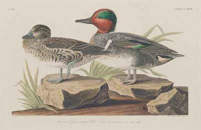 अमेरिकन ग्रीन-विंग्ड टील, 1834। द्वारा रॉबर्ट हेवेल