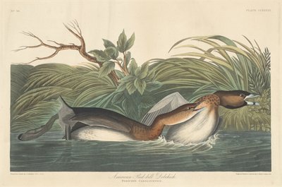 अमेरिकन पाइड-बिल डोबचिक, 1835। द्वारा रॉबर्ट हेवेल
