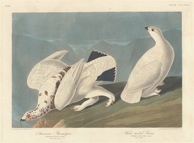 अमेरिकन पार्मिगन और व्हाइट-टेल्ड ग्रौस, 1838। द्वारा रॉबर्ट हेवेल