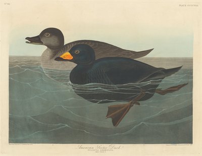 अमेरिकन स्कॉटर डक, 1838। द्वारा रॉबर्ट हेवेल