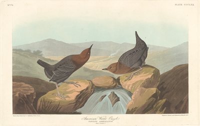 अमेरिकी जल Ouzel, 1837। द्वारा रॉबर्ट हेवेल