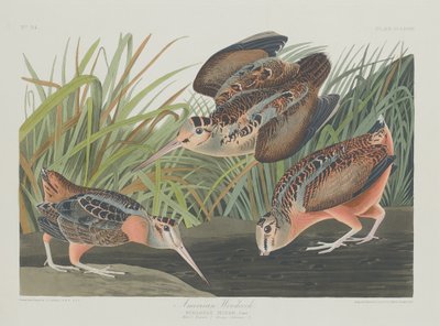 अमेरिकन वुडकॉक, 1835। द्वारा रॉबर्ट हेवेल