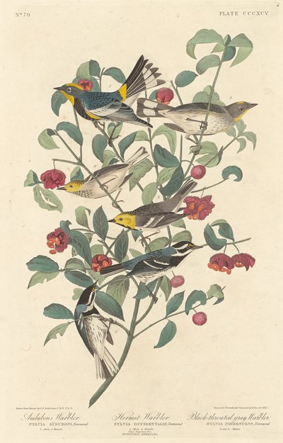 ऑडुबॉन वार्बलर, हर्मिट वार्बलर और ब्लैक-थ्रोटेड ग्रे वार्बलर, 1837। द्वारा रॉबर्ट हेवेल