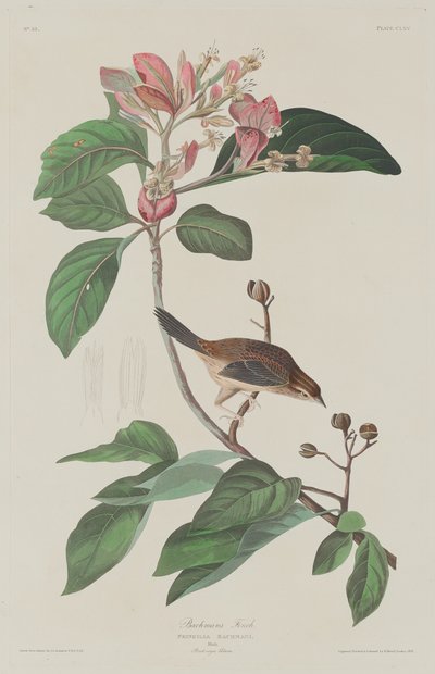 बचमन्स फिंच, 1833। द्वारा रॉबर्ट हेवेल