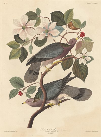 बैंड-टेल्ड कबूतर, 1837। द्वारा रॉबर्ट हेवेल