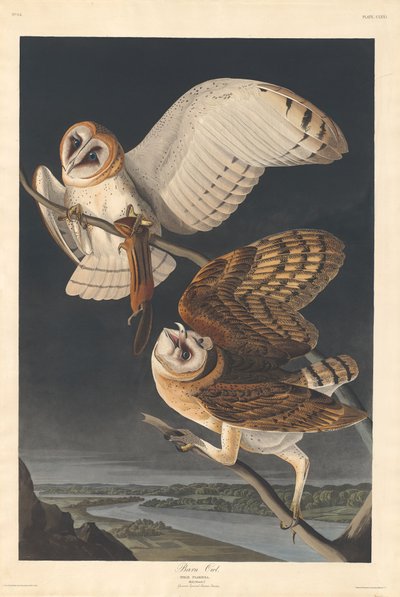 खलिहान उल्लू, 1833। द्वारा रॉबर्ट हेवेल