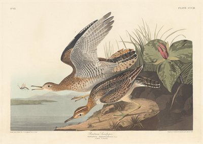 बार्ट्राम सैंडपाइपर, 1836। द्वारा रॉबर्ट हेवेल