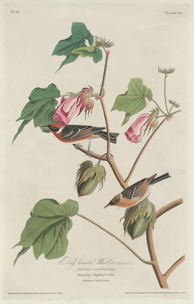 बे-ब्रेस्टेड वार्बलर, 1829। द्वारा रॉबर्ट हेवेल