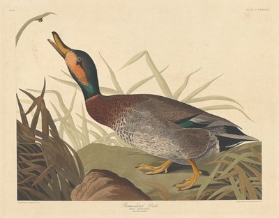 बेमैक्युलेटेड डक, 1836। द्वारा रॉबर्ट हेवेल