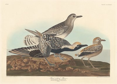 ब्लैक-बेल्ड प्लोवर, 1836। द्वारा रॉबर्ट हेवेल