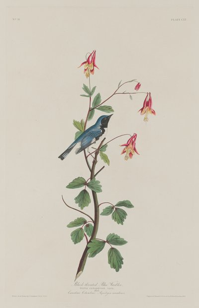 ब्लैक-थ्रोटेड ब्लू वार्बलर, 1832। द्वारा रॉबर्ट हेवेल