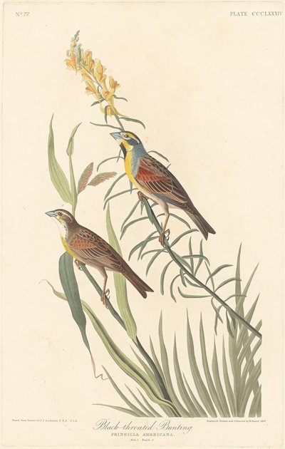 ब्लैक-थ्रोटेड बंटिंग, 1837। द्वारा रॉबर्ट हेवेल