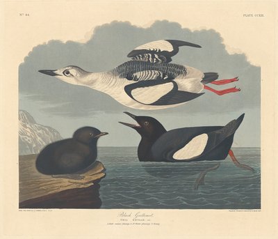 ब्लैक गुइल्मोट, 1834। द्वारा रॉबर्ट हेवेल