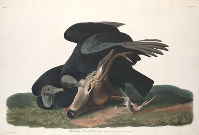 ब्लैक वल्चर, 1831। द्वारा रॉबर्ट हेवेल