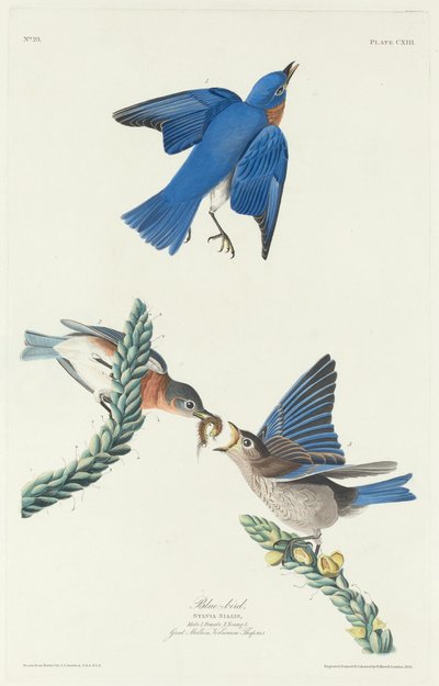 ब्लू-बर्ड, 1831। द्वारा रॉबर्ट हेवेल