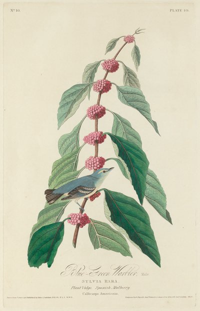 ब्लू-ग्रीन वार्बलर, 1828। द्वारा रॉबर्ट हेवेल