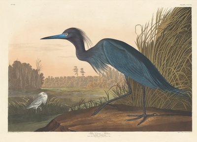 ब्लू क्रेन या बगुला, 1836। द्वारा रॉबर्ट हेवेल
