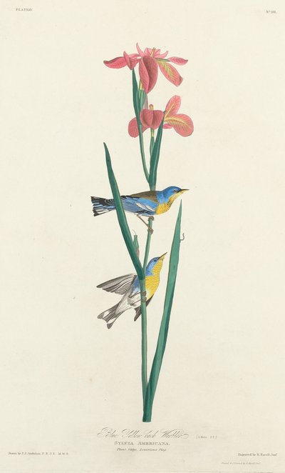 ब्लू येलो-बैकड वार्बलर, 1827। द्वारा रॉबर्ट हेवेल